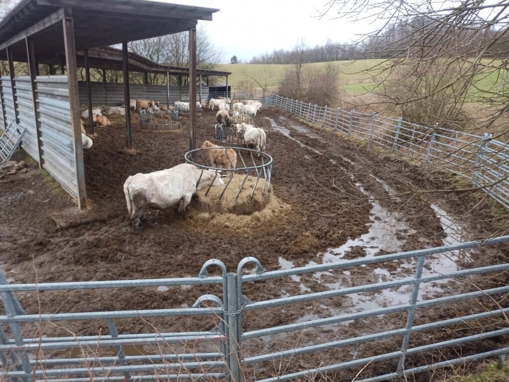 Tierquälerei im Landkreis Göttingen Niedersachsen