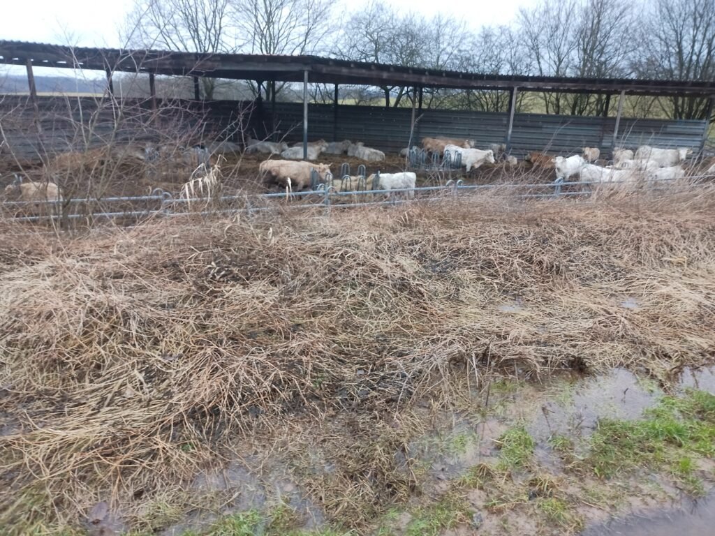 Tierquälerei im Landkreis Göttingen Niedersachsen