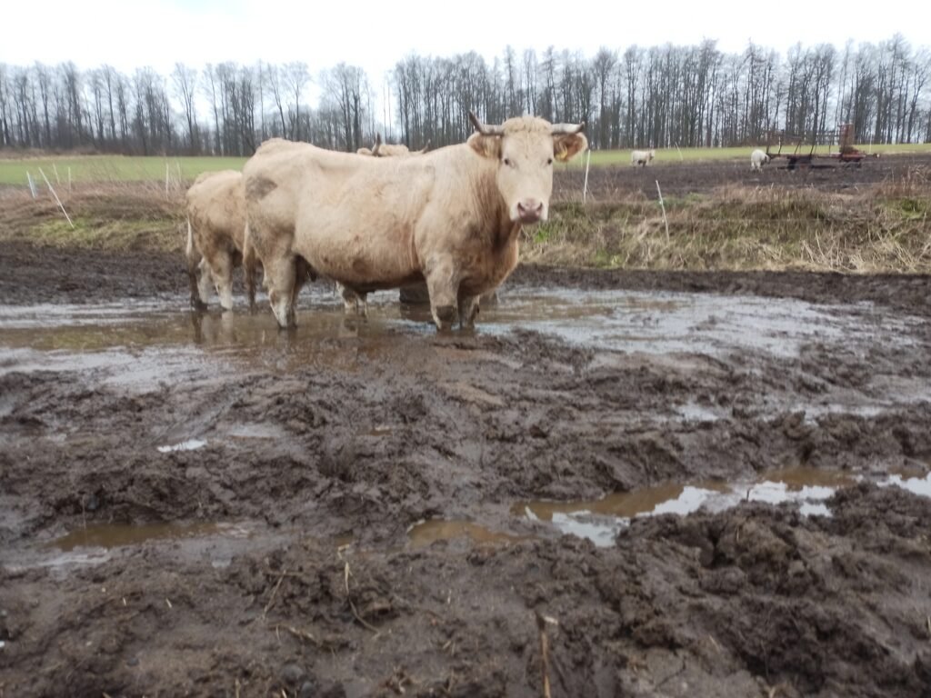Tierquälerei im Landkreis Göttingen Niedersachsen