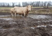 Tierquälerei mit Segen der Behörden Landkreis Göttingen Niedersachsen