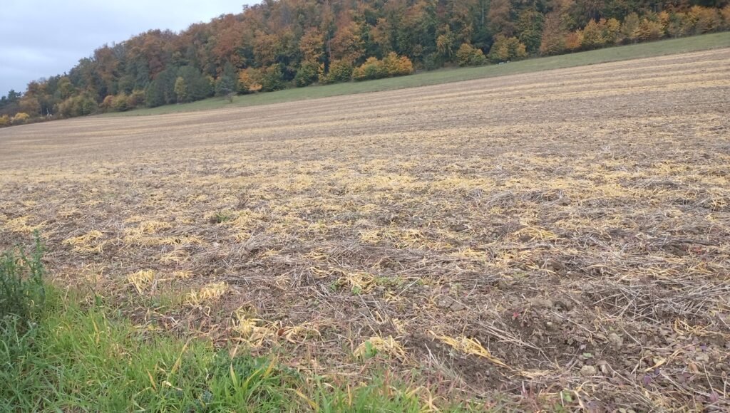 Dass hier Glyphosat zum Einsatz gekommen ist erkannt man gut an den vergilbten abgestorbenen Pflanzen auf dem Feld Foto augenAUFblog