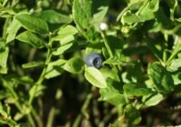 Waldheidelbeeren zu pflücken ist eine mühsame Arbeit   sie sind in der Regel viel kleiner und befinden sich in Bodennähe Credits pixabay