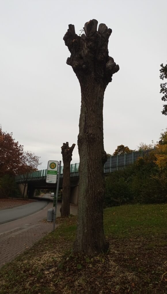 Tatort SchwimmbadstraßeOHA Hier wurden Starkäste bis zum Stamm weggeschnitten Foto augenAUFblog